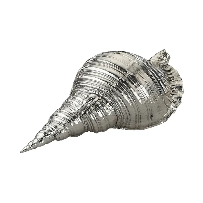 Giant Triton Shell, Large